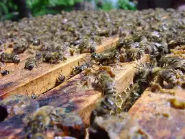 Gniazdo pszczół przy domu: co z nim zrobić | RegioDom