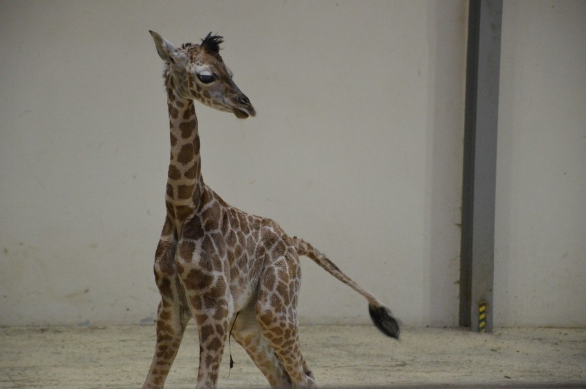 Mała żyrafa urodziła się w zoo w Opolu.