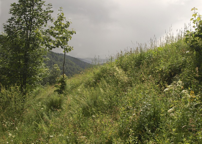 Odkryj Beskid Wyspowy. Mimo niesprzyjającej pogody pokonali Jasień [ZDJĘCIA]