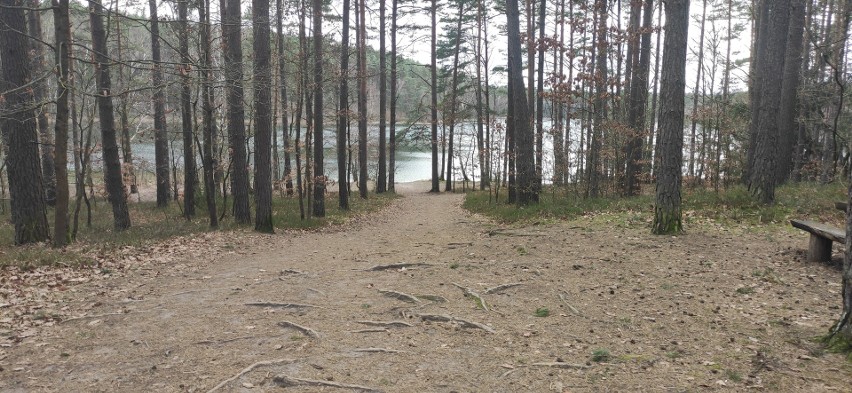 Cios dla chojniczan! Leśnicy ograniczą kąpiele w jeziorze pod Chojnicami. Zrobi się  tłok, burmistrz zapowiada interwencję