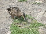 Poznań: Domniemany zabójca kaczki na Morasku stanie przed sądem
