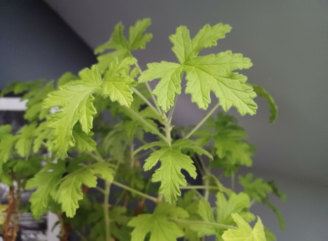 Geranium (anginka) ma ładne i pachnące liście. Jest ozdobą wnętrza, ale ma także właściwości lecznicze.