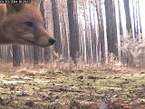 Dzikie zwierzęta w ukrytej kamerze leśników. Zobaczcie niezwykłe zdjęcia