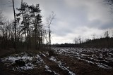 Wielka wycinka drzew w Kędzierzynie-Koźlu. Nadleśnictwo zmienia plany. Co z lasem na osiedlu Piastów?