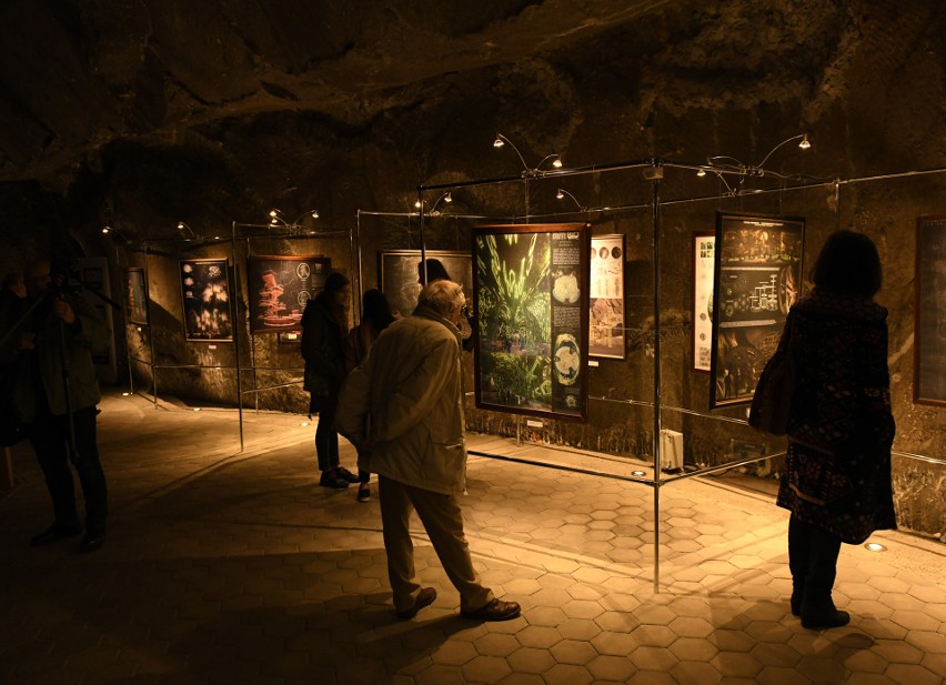 „Pamięć morza” w Wieliczce. Wystawa w podziemnym muzeum zachwyca [ZDJĘCIA]