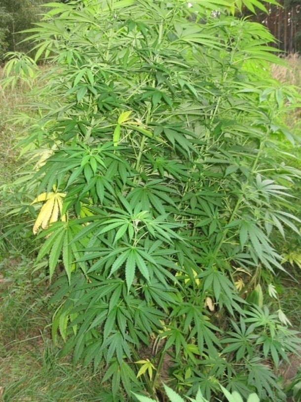 Plantacja marihuany w lesie. Rośliny miały po dwa metry