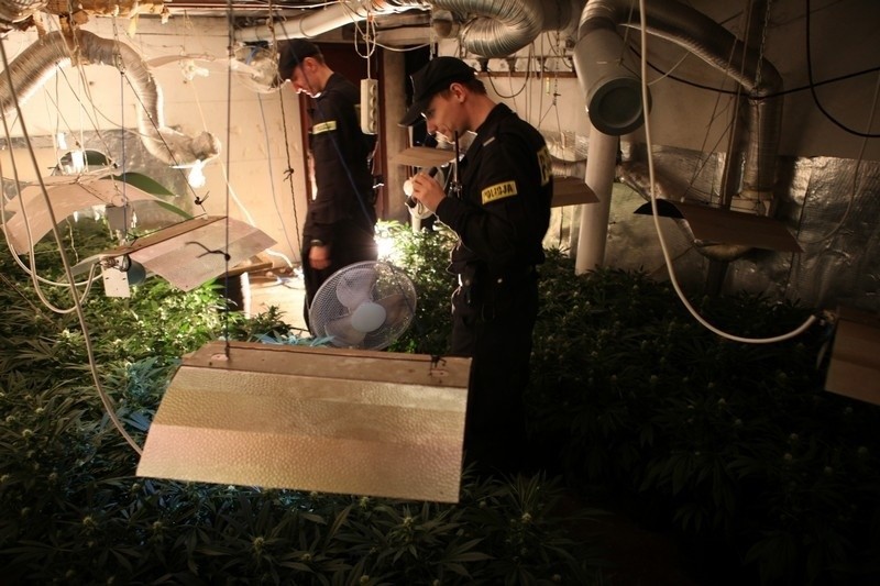 Luboń: Nowe fakty ws. plantacji marihuany