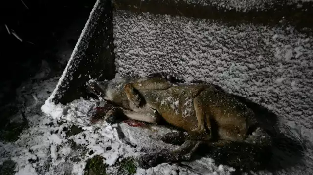 Wilk zastrzelony w okolicach Olchowca (Nadleśnictwo Dukla) w Beskidzie Niskim