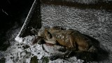Nadal trwa śledztwo prokuratorskie po skłusowaniu wilka w Beskidzie Niskim