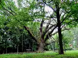 Dąb Bartek: ile ma lat, gdzie rośnie, czy to najstarsze drzewo w Polsce? Poznaj najważniejsze fakty o niezwykłym pomniku przyrody