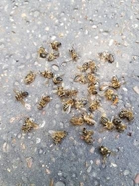 Martwe pszczoły i trzmiele w Parku Śląskim, tuż przy bramie zoo. Skąd tyle martwych owadów? Tego nie wiadomo...