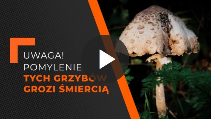 Grzybobranie 2023. Las to nie podwórko. Uważajmy, jak zbieramy grzyby! "Przyjemność może skończyć się tragedią" | ATLAS GRZYBÓW