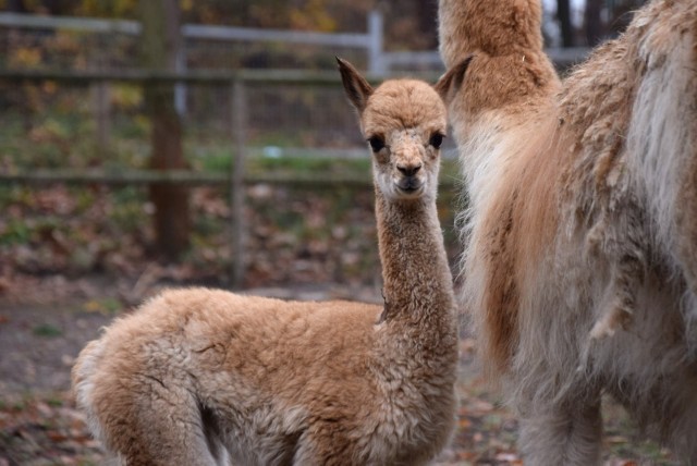 11 listopada poznańskie zoo powitało w swoim gronie nowego mieszkańca. Na świat przyszedł maluch wikuni andyjskiej. 