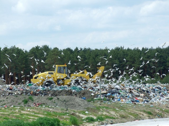 Znikomy procent śmieci trafia na gminne składowisko w Stalowej Woli, co pozwala wydłużyć okres wypełniania niecki