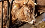 Mięso z kałem i bicie zwierząt w ubojni w gminie Lipnica. Pracę stracił wiceszef inspekcji weterynaryjnej, wkroczyła policja