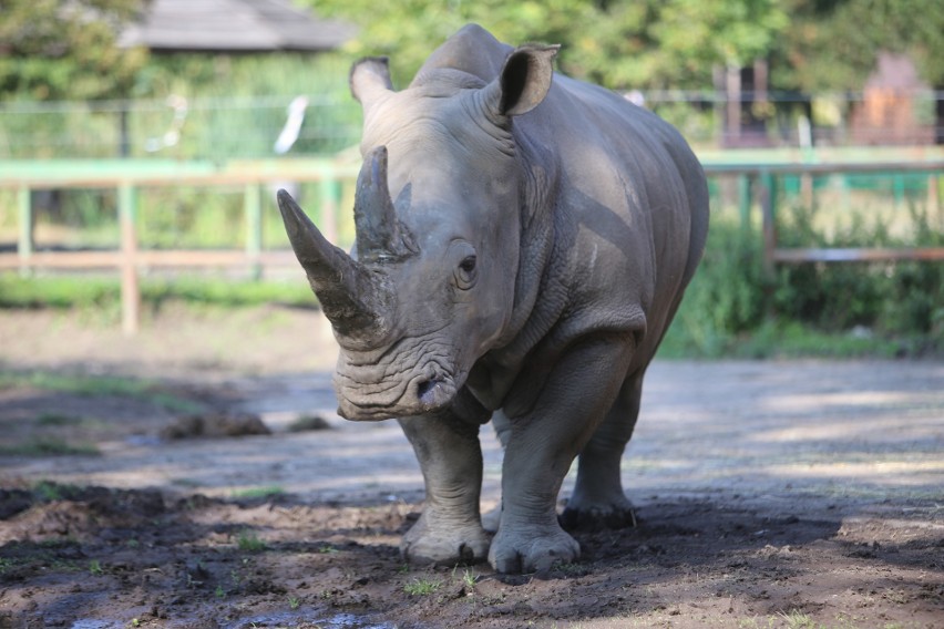 Zwierzaki Śląskiego Ogrodu Zoologicznego