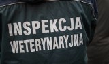 ASF w Czarzyźnie. Prace inspekcji weterynaryjnej na terenie gminy Łubnice, będą badane świnie w okolicznych stadach  