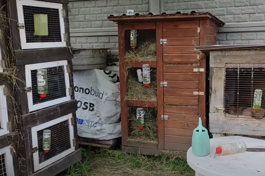 Na Ranczo Laszki jest prowadzona pokaźna hodowla królików