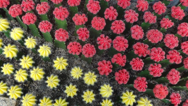 Kaktusy z kolorowymi główkami wyglądają uroczo. Trzeba jednak o nie odpowiednio zadbać, a mają specyficzne wymagania, bo w rzeczywistości to... dwa gatunki kaktusów, zrośnięte ze sobą.