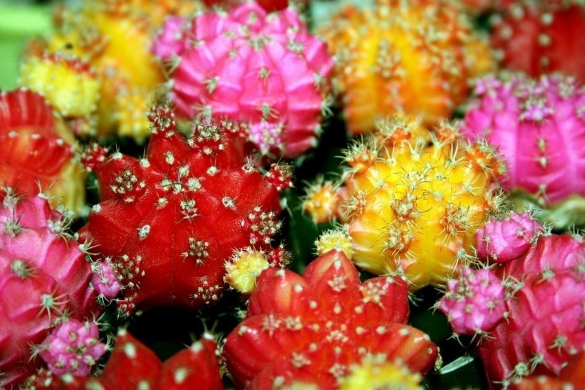 Kolorowe kaktusy powstały przypadkiem, kiedy w japońskiej...