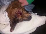Ostrym kamieniem uderzał w głowę psa. 6-letnia Pola ledwo przeżyła [ZDJĘCIA]