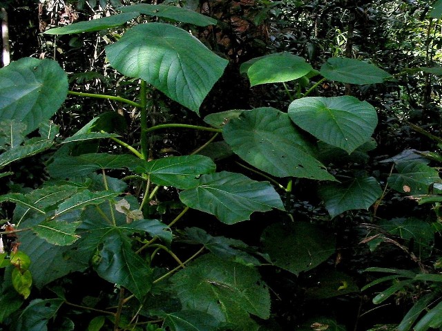 Poparzenie rośliną nazywaną gympie-gympie powoduje prawdziwe katusze, które mogą trwać przez bardzo długi czas.