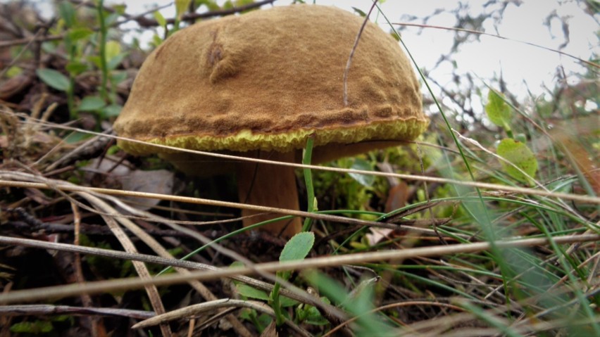 Zajączków także nie brakuje.