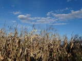 Kukurydza znika z pól. Zbiory w 2019 roku są bardzo zróżnicowane