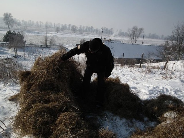 U Andrzeja Skoczylasa dzika locha zagnieździła się tuż za domem. Kilka dni temu warchlaki zdechły z zimna, a locha się wściekła.