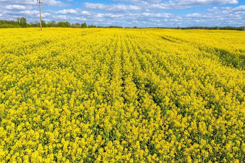 14.05.2022 r. Kaszuby. Kwitnący rzepak na polach Pomorza!