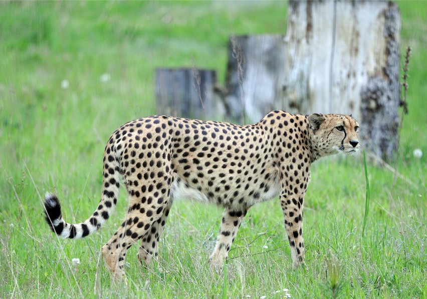 Gepard