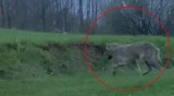 Wilki w okolicach Rzeszowa. Drapieżniki spacerowały w zamieszkałym terenie [WIDEO]