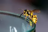 Użądlenia owadów są najczęstsze latem. Co robić, gdy użądli nas osa, pszczoły, szerszeń, mrówka? Tak rozpoznasz objawy alergii na jad owadów