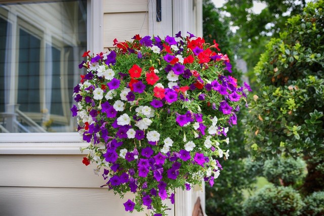 Surfinie to jedne z najbardziej dekoracyjnych kwiatów balkonowych. Mają swoje wymagania, ale i tak warto je mieć na swoim balkonie lub tarasie.