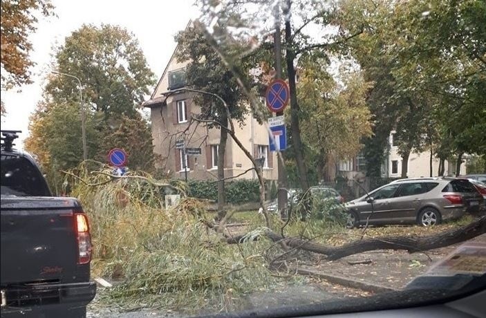 Mortimer zaatakował. Wichura szaleje w Łodzi i województwie. Pada deszcz. Drzewo runęło na przystanek. Uwaga na silny wiatr. Skutki wichury