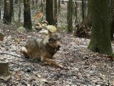 Płoszenie wilków. Opolskie gminy powinny przygotować specjalne procedury