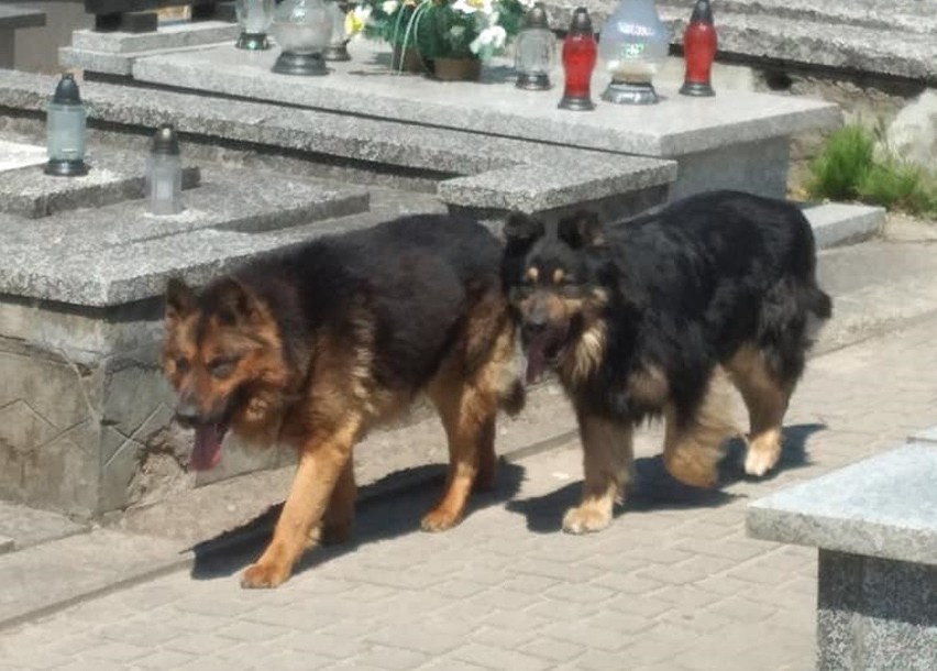 Dwa groźne psy pogryzły trzy osoby na cmentarzu w Żychlinie pod Kutnem