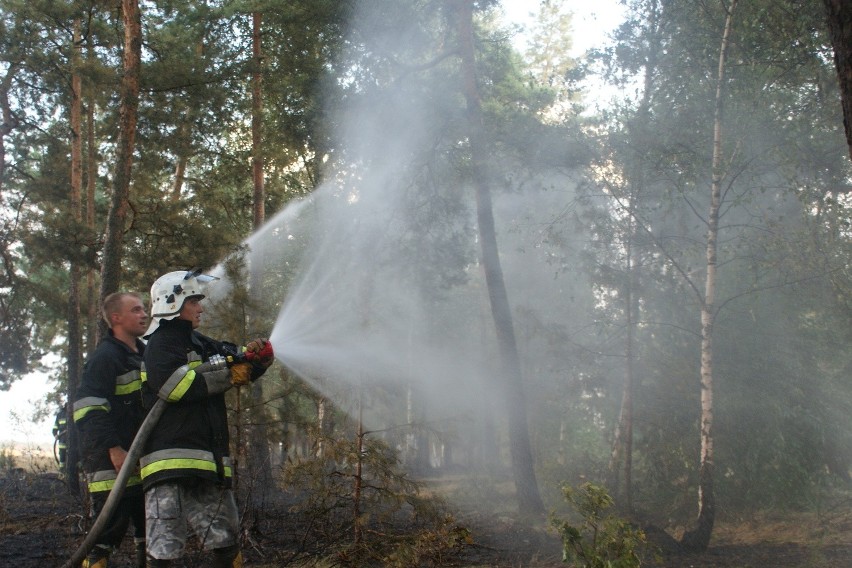 Wielki pożar pod Sieradzem. Płonęło kilka hektarów zboża i las [ZDJĘCIA]