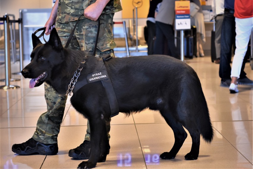 Dzisiaj Międzynarodowy Dzień Psa. Jakie zadania ma 56 psów pracujących w Bieszczadzkim Oddziale Straży Granicznej [ZDJĘCIA]