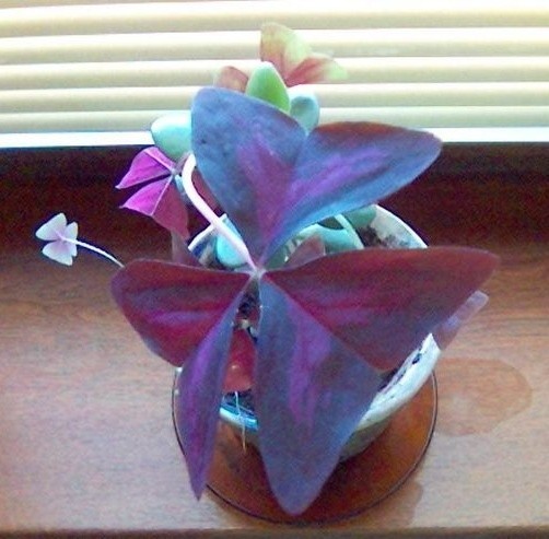 Szczawik ma piękne purpurowe liście i drobne, białe kwiaty.