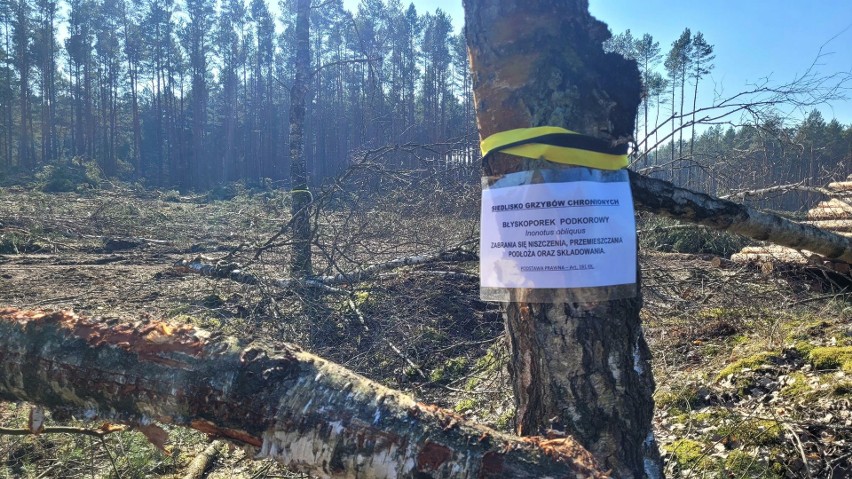 Po wycince pasa drzew w Puszczy Bydgoskiej pod budowę trasy...