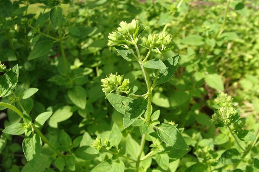 Oregano (lebiodka pospolita) to aromatyczna przyprawa, ale...