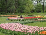 W łódzkim Ogrodzie Botanicznym zakwitły dziesiątki tysięcy tulipanów. Tej wiosny kwiaty rozwinęły się wyjątkowo wcześnie