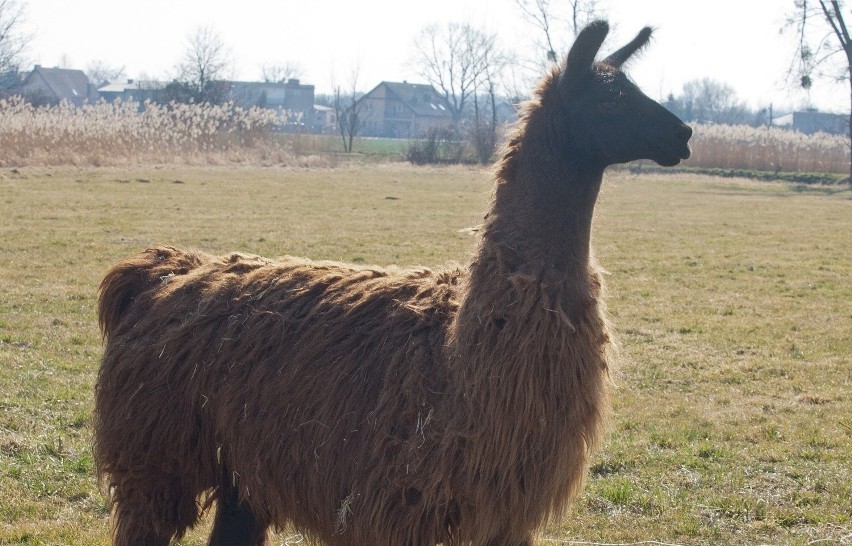 Lama Peryskop często spaceruje po Swojczycach