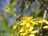Ekolodzy i pszczelarze apelują do ministra rolnictwa ws. pszczół 