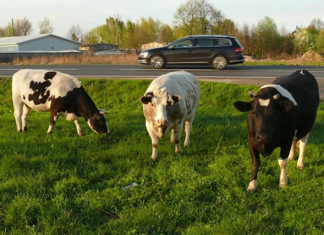 Bezpańskie krowy przy drodze i na drodze krajowej w Turbi.