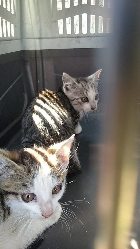 Animal Patrol uratował dwa kotki skazane na śmierć głodową [ZDJĘCIA, FILM]