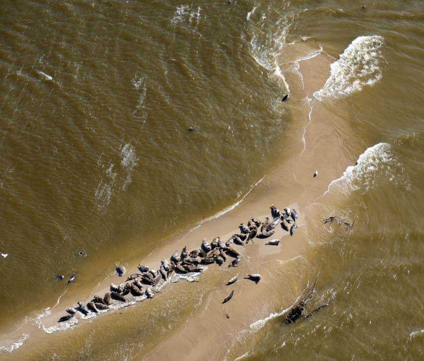 70 fok sfotografowanych z "lotu ptaka"