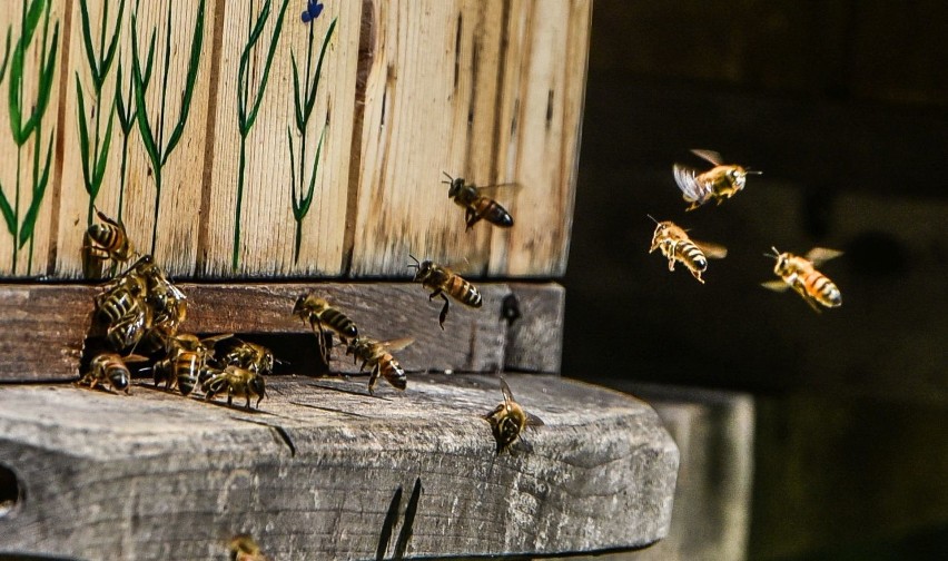 W Ogrodzie Botanicznym UKW odbył się „Wielki Dzień Pszczół”,...