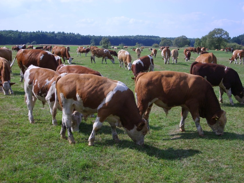 Najlepsza wołowina pochodzi z naszego regionu z Agrofirmy Witkowo.